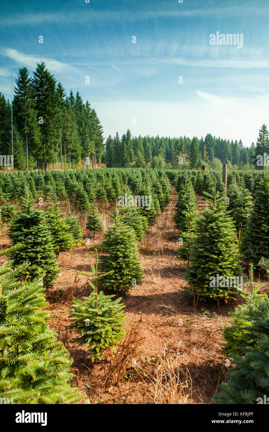 USA, Oregon, Corbett, Trout Creek Tree Farm, 80 acres of Noble fir