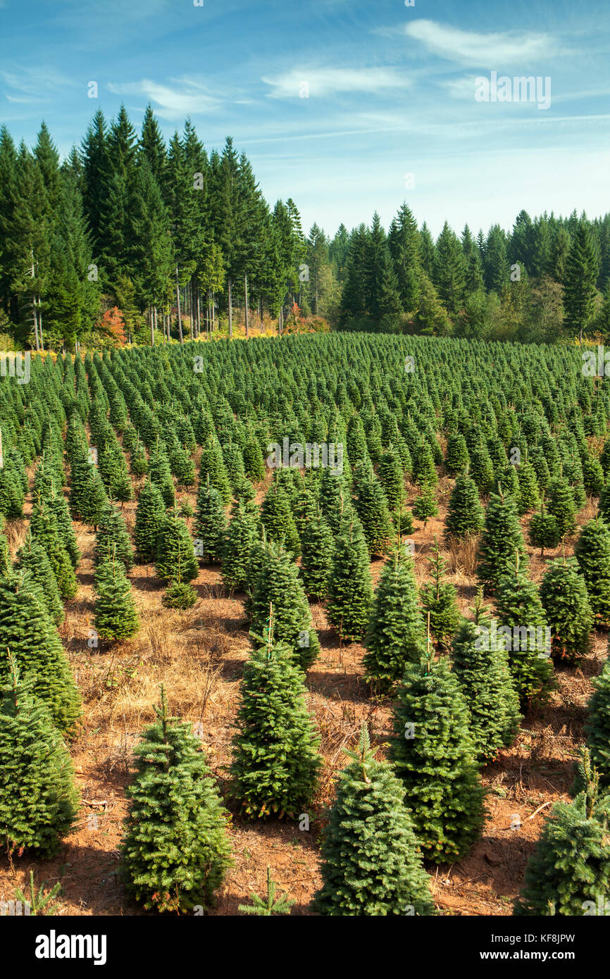 USA, Oregon, Corbett, Trout Creek Tree Farm, 80 acres of Noble fir