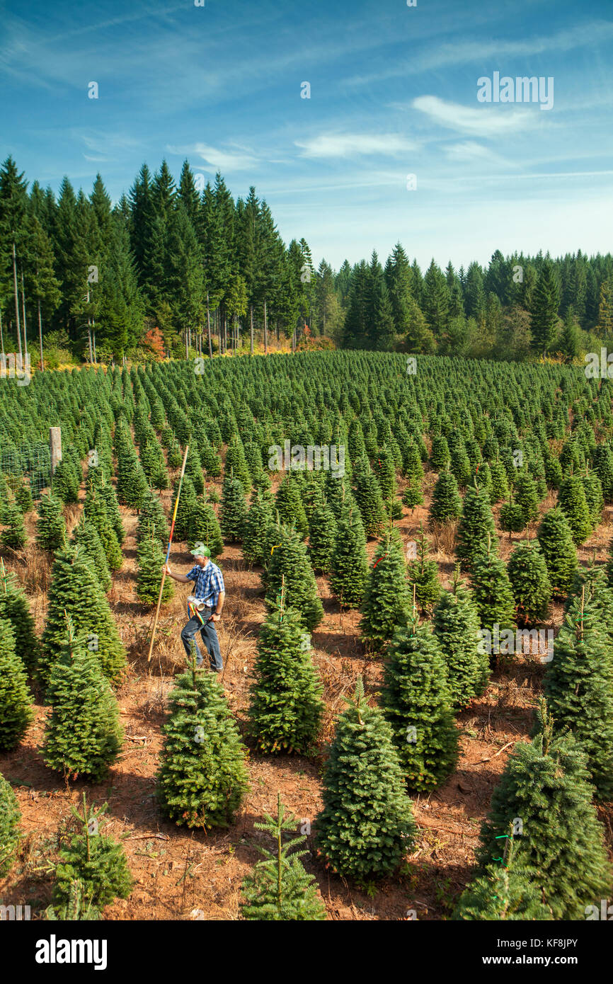 USA, Oregon, Corbett, Trout Creek Tree Farm, 80 acres of Noble fir