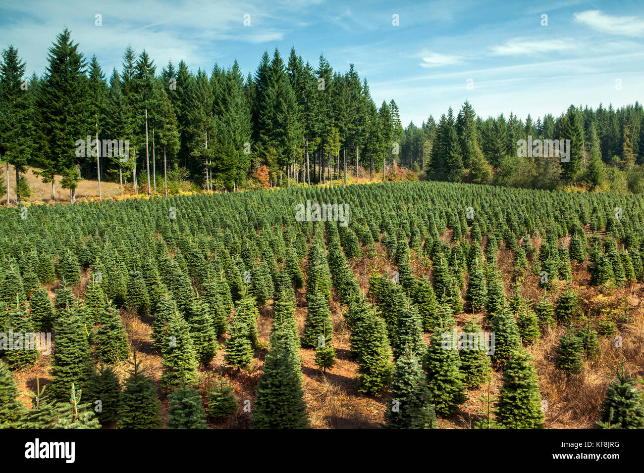 USA, Oregon, Corbett, Trout Creek Tree Farm, 80 acres of Noble fir