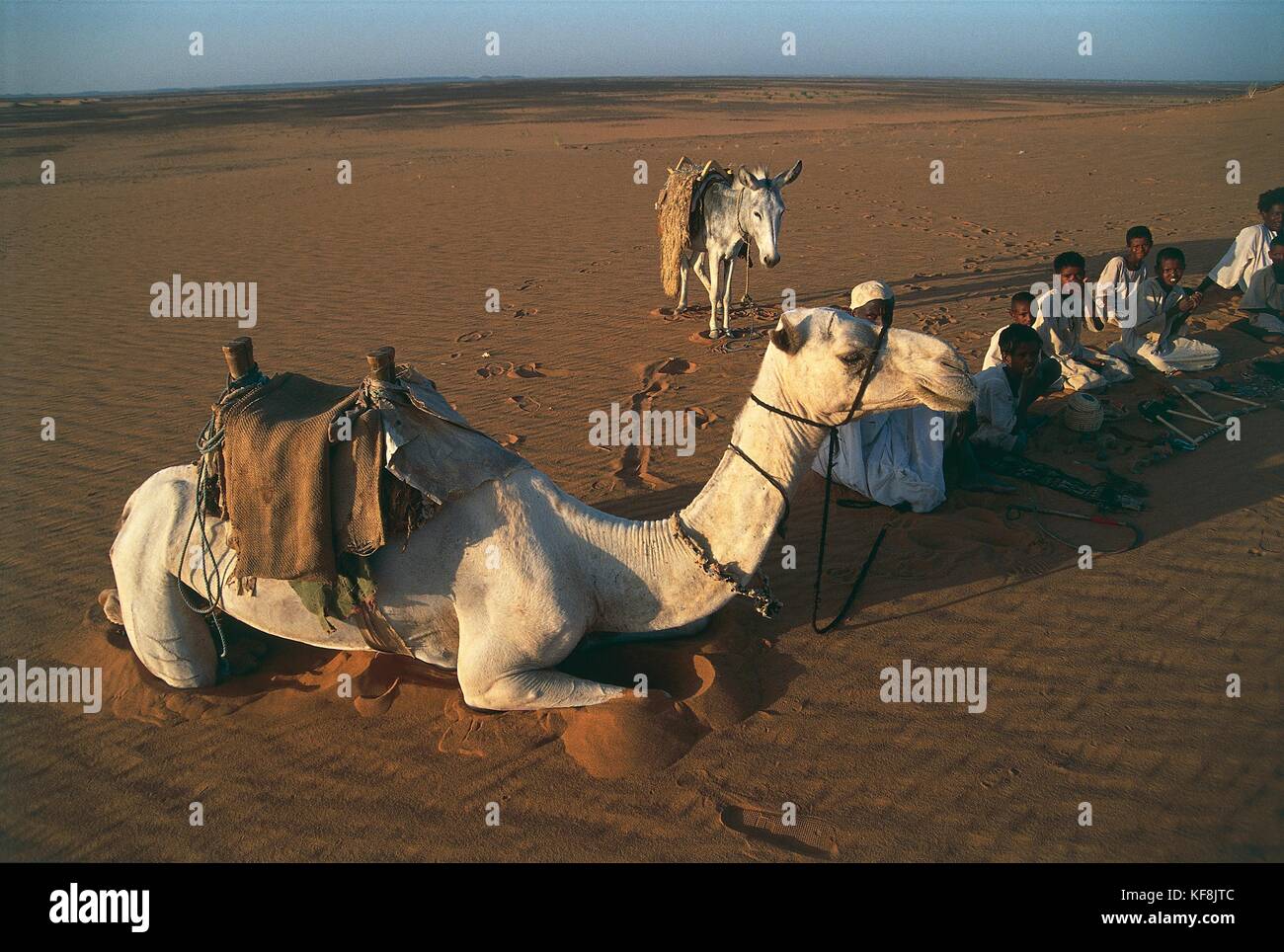 Sudan. Desert caravan at Meroe area Stock Photo