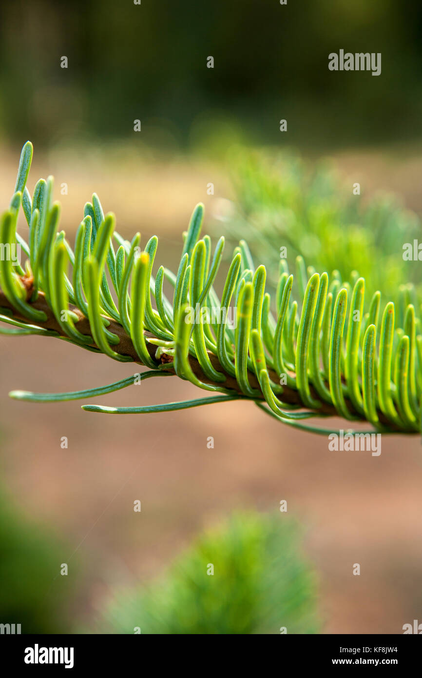 USA, Oregon, Corbett, Trout Creek Tree Farm, 80 acres of Noble fir