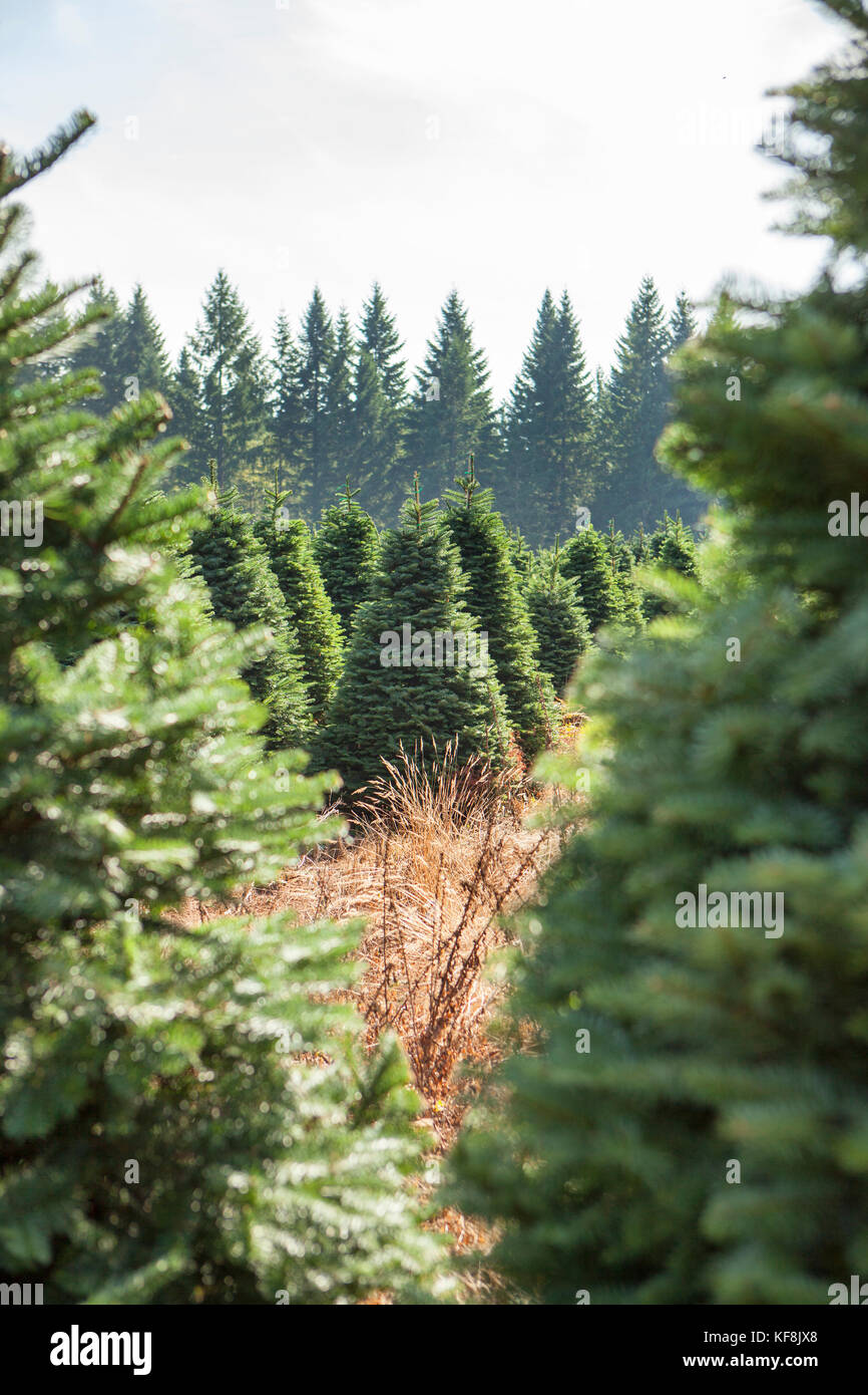USA, Oregon, Corbett, Trout Creek Tree Farm, 80 acres of Noble fir