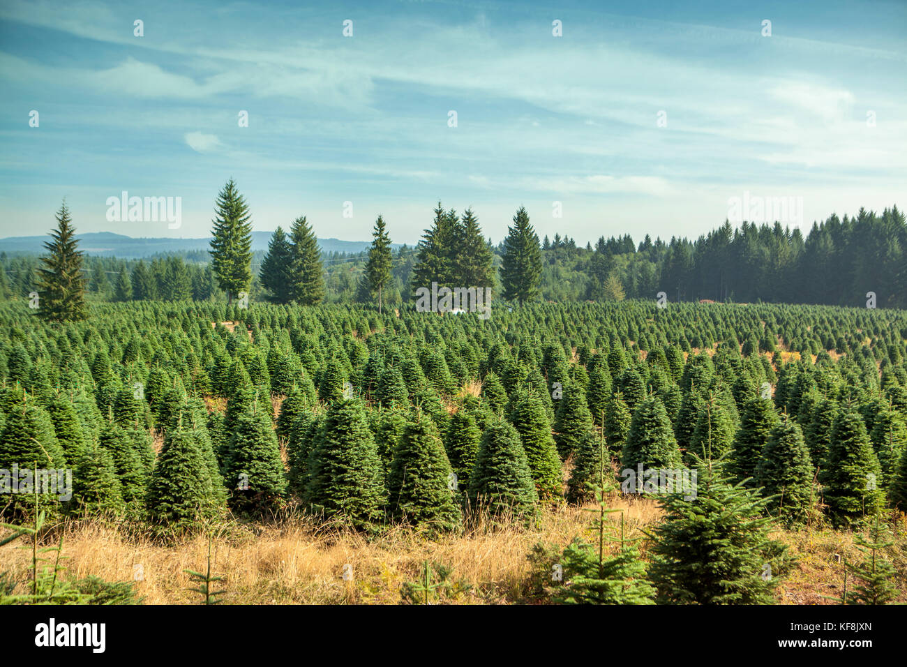 USA, Oregon, Corbett, Trout Creek Tree Farm, 80 acres of Noble fir