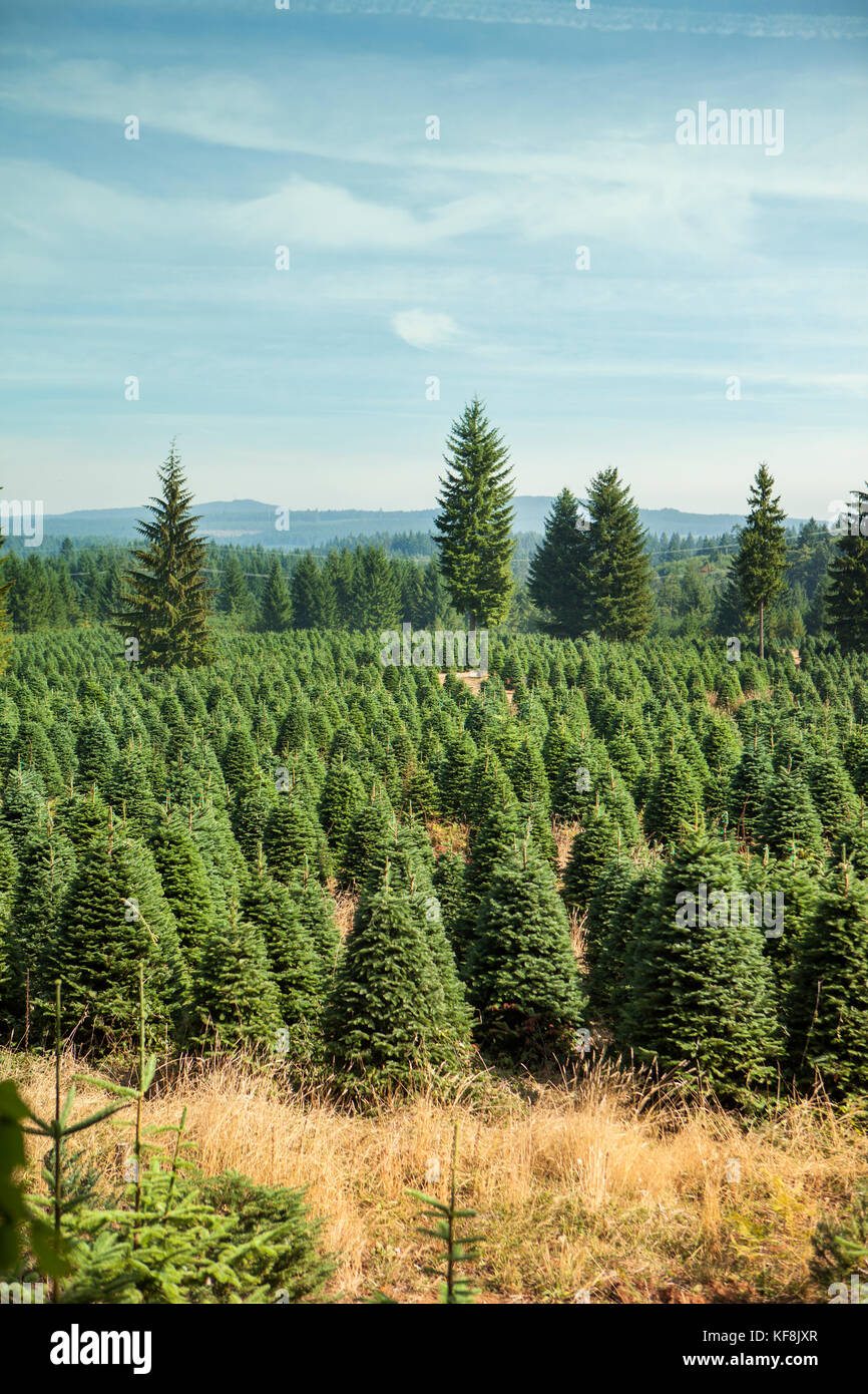 USA, Oregon, Corbett, Trout Creek Tree Farm, 80 acres of Noble fir