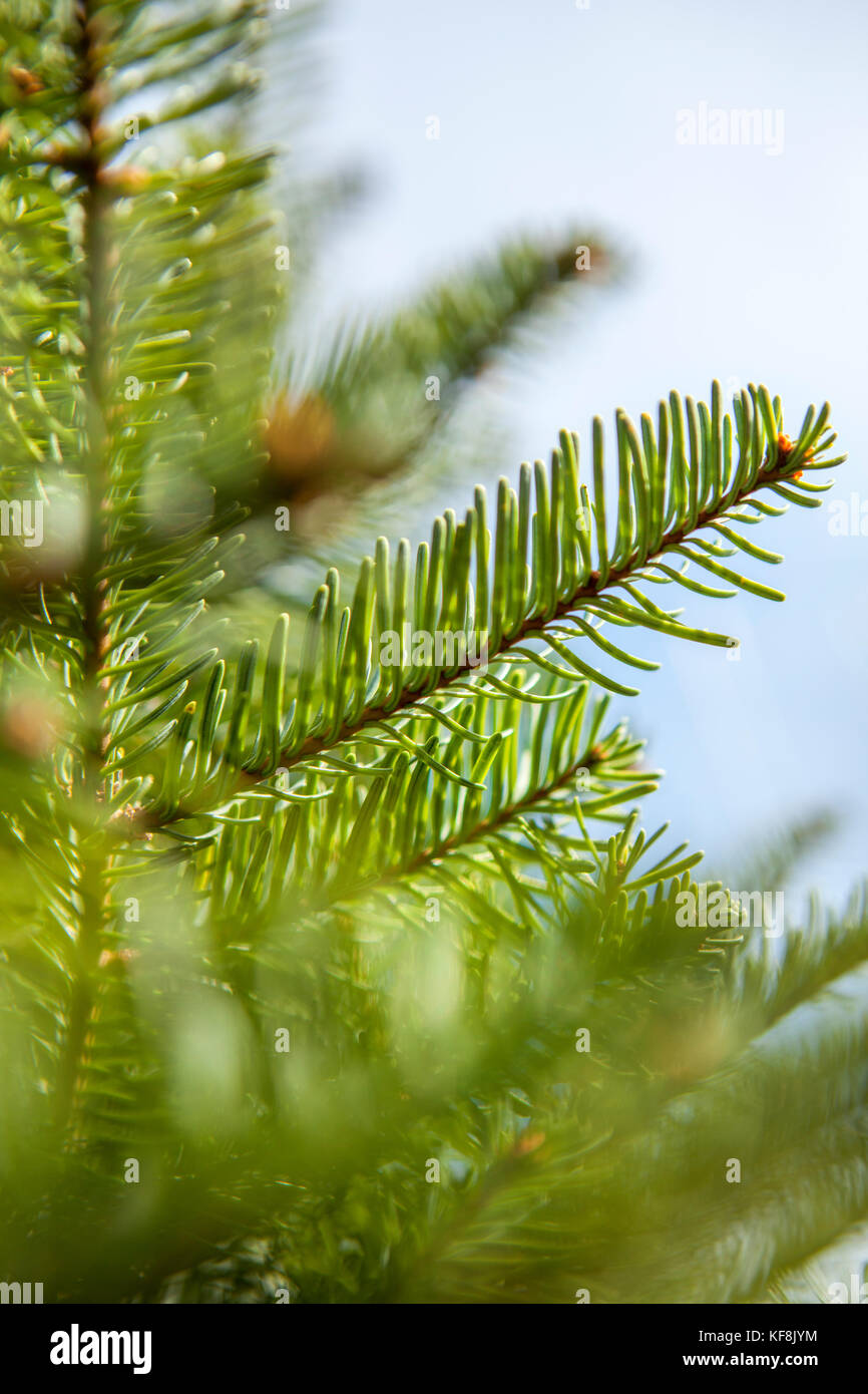 Noble firs hires stock photography and images Alamy