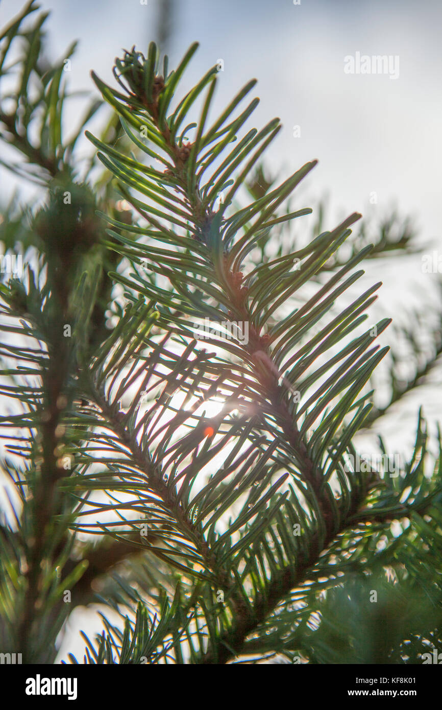 USA, Oregon, Corbett, Trout Creek Tree Farm, 80 acres of Noble fir