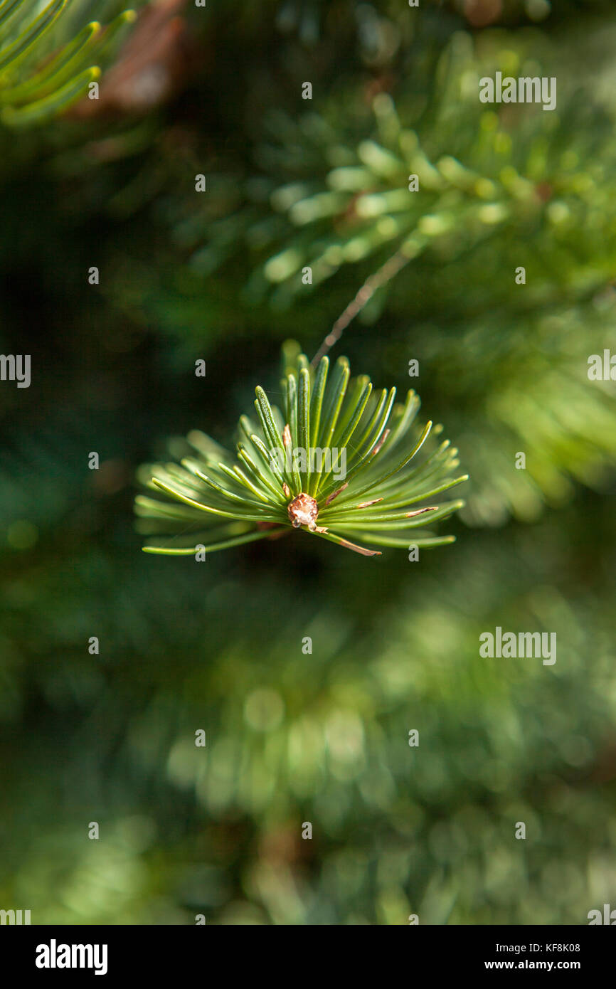 USA, Oregon, Corbett, Trout Creek Tree Farm, 80 acres of Noble fir