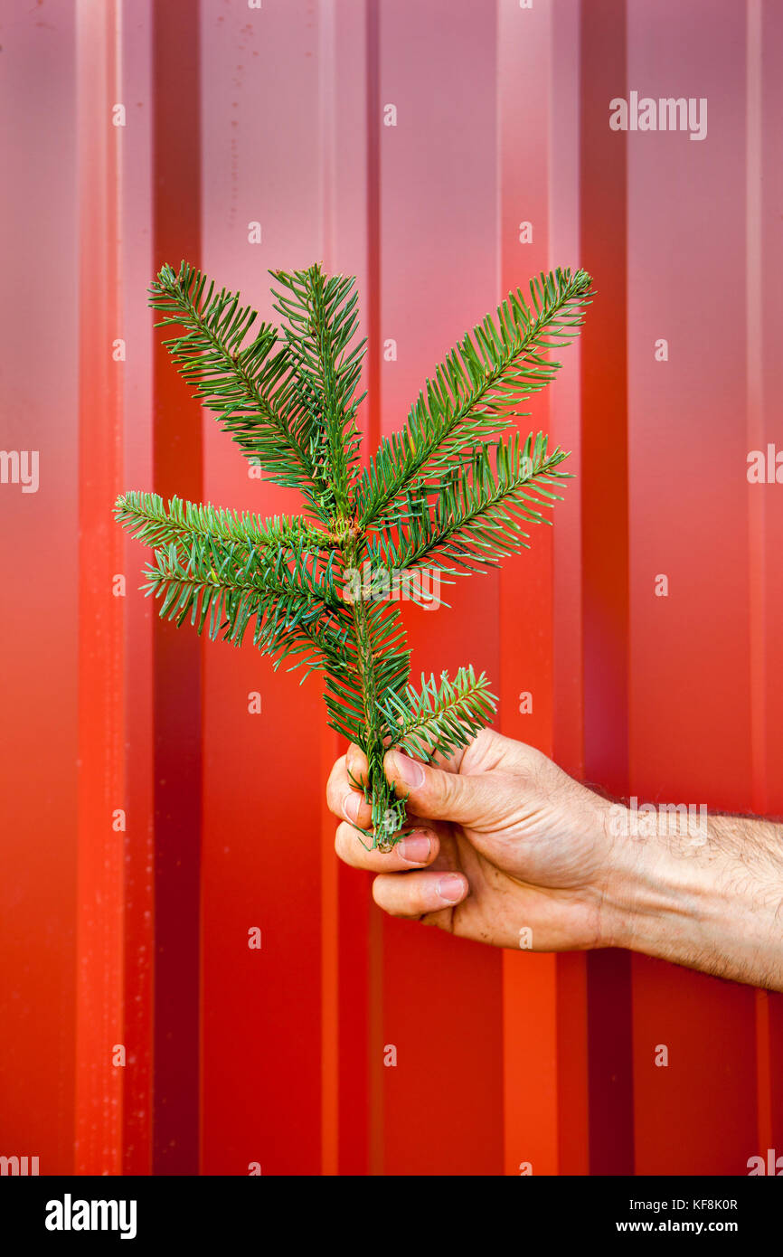 USA, Oregon, Corbett, Trout Creek Tree Farm, 80 acres of Noble fir