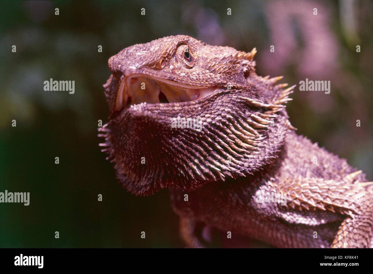 Zoology, Reptiles, Tuatara (Amphibolurus barbatus) Stock Photo