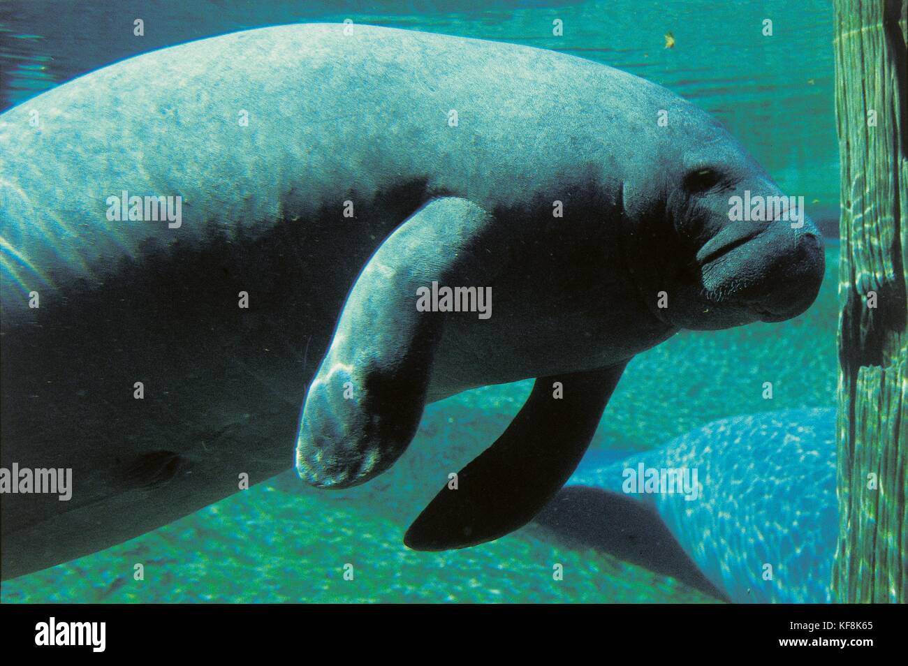 Lamantin High Resolution Stock Photography And Images Alamy Lamantin High Resolution Stock Photography And Images Alamy