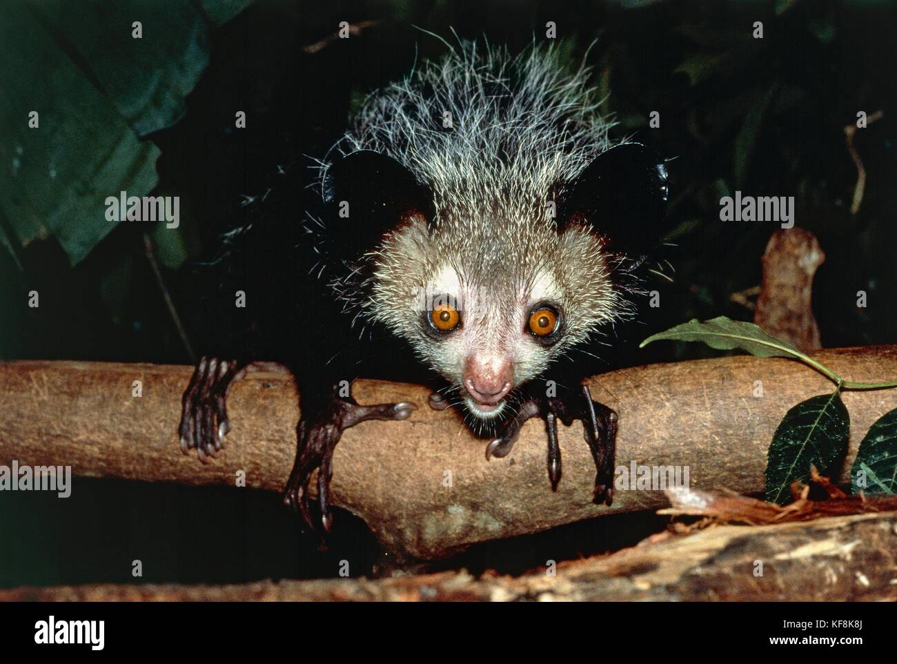 Ай ай ай споришь. Ай-ай животное. Ае ае животное. Ай ай животное красивые. Мадагаскарская руконожка в полный рост.