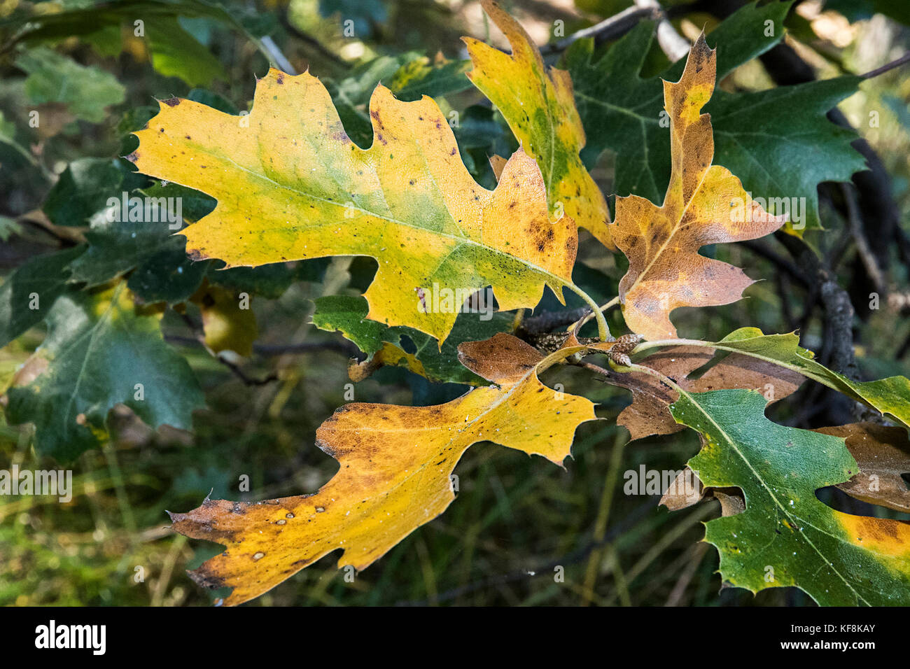 Black oak tree hires stock photography and images Alamy