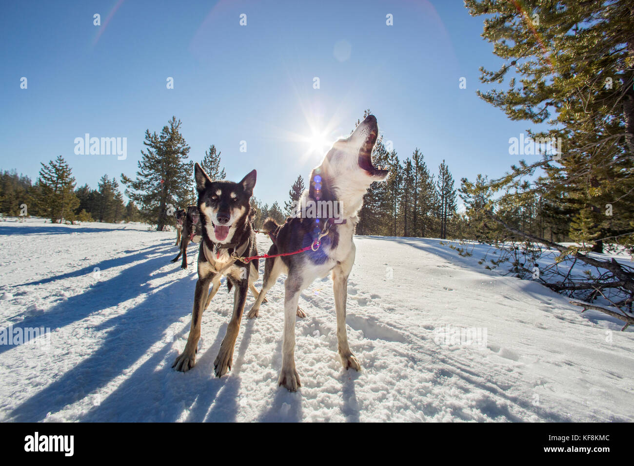 USA, Oregon, Bend, the sled dogs pulling passengers around Mt. Bachelor