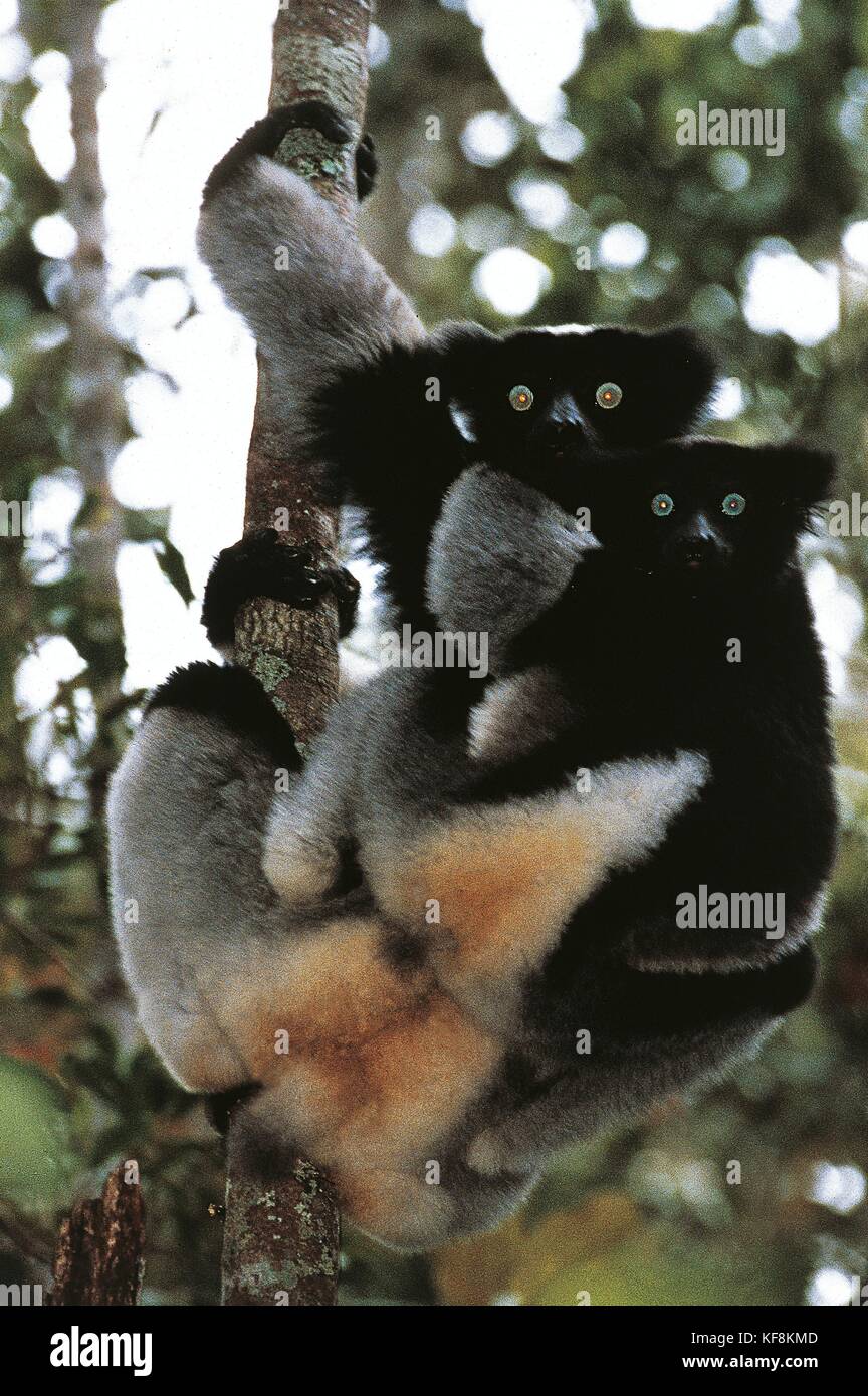 Zoology. Primates. Indri (Indri indri). Madagascar. Stock Photo