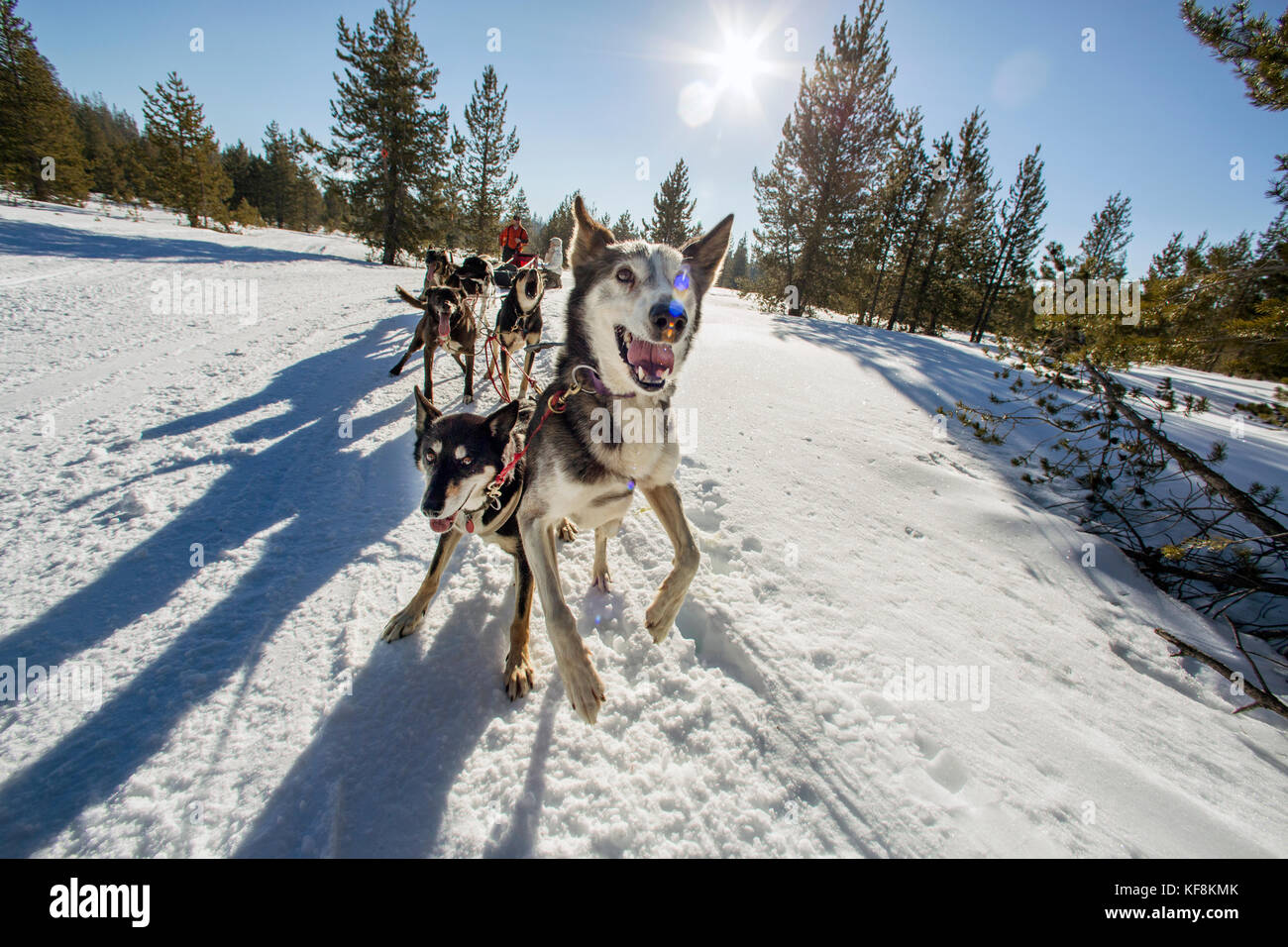 USA, Oregon, Bend, the sled dogs pulling passengers around Mt. Bachelor ...