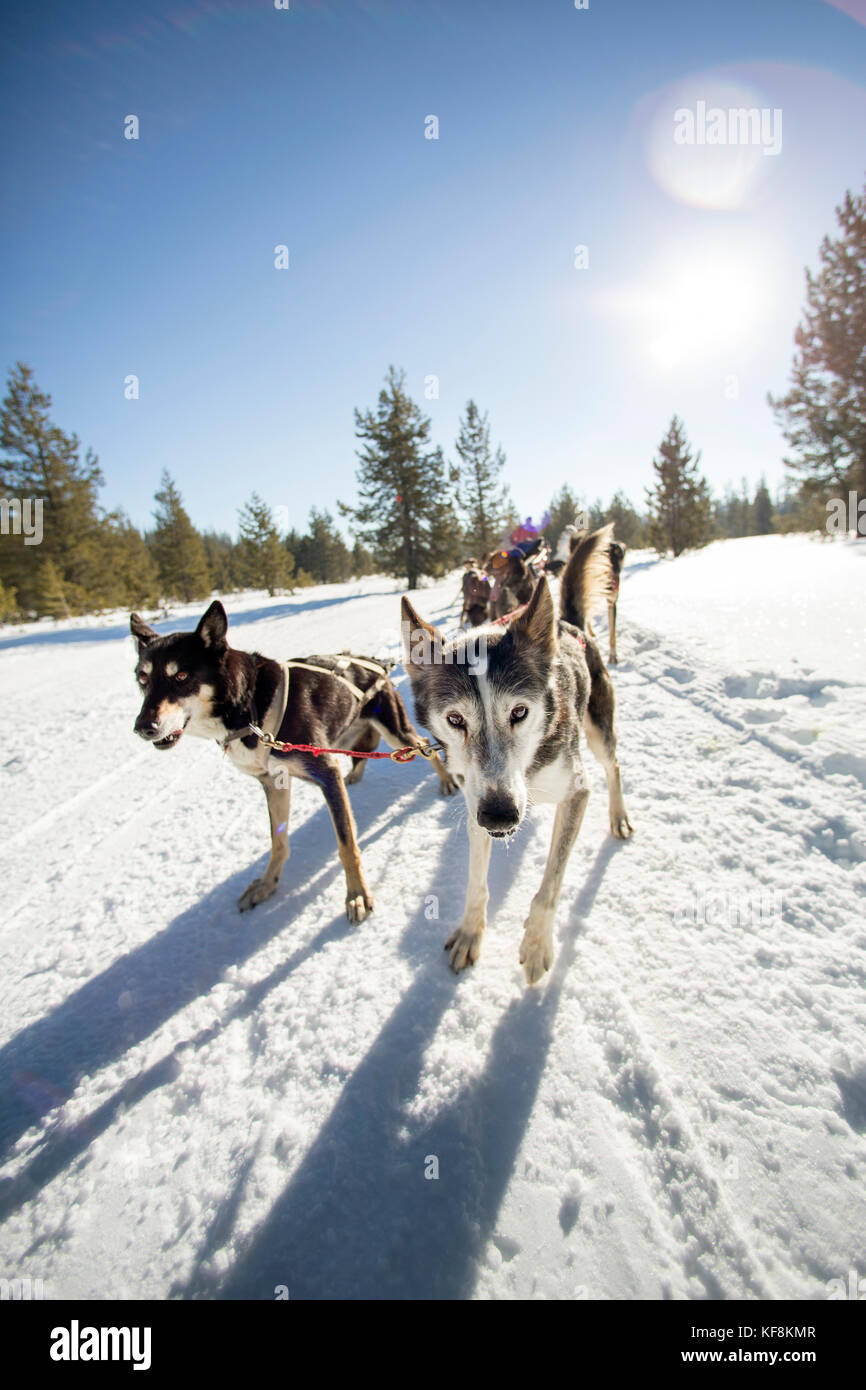 USA, Oregon, Bend, the sled dogs pulling passengers around Mt. Bachelor
