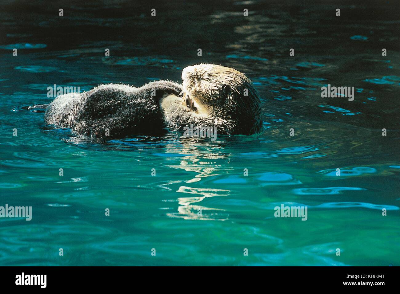 ZOOLOGY Mustelidae, the sea otter Enhydra LUTRIS Stock Photo - Alamy