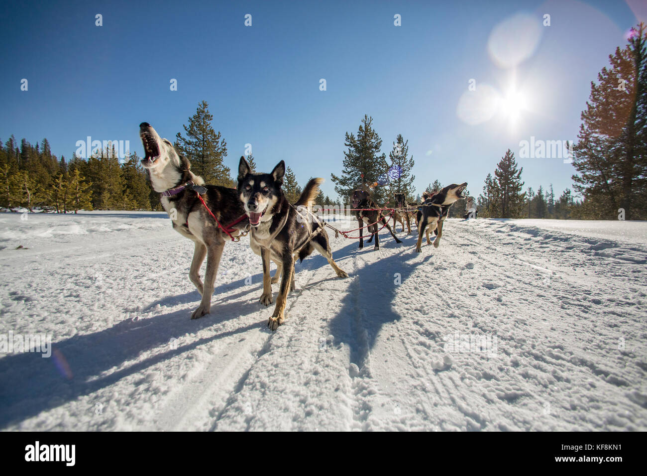 USA, Oregon, Bend, the sled dogs pulling passengers around Mt. Bachelor
