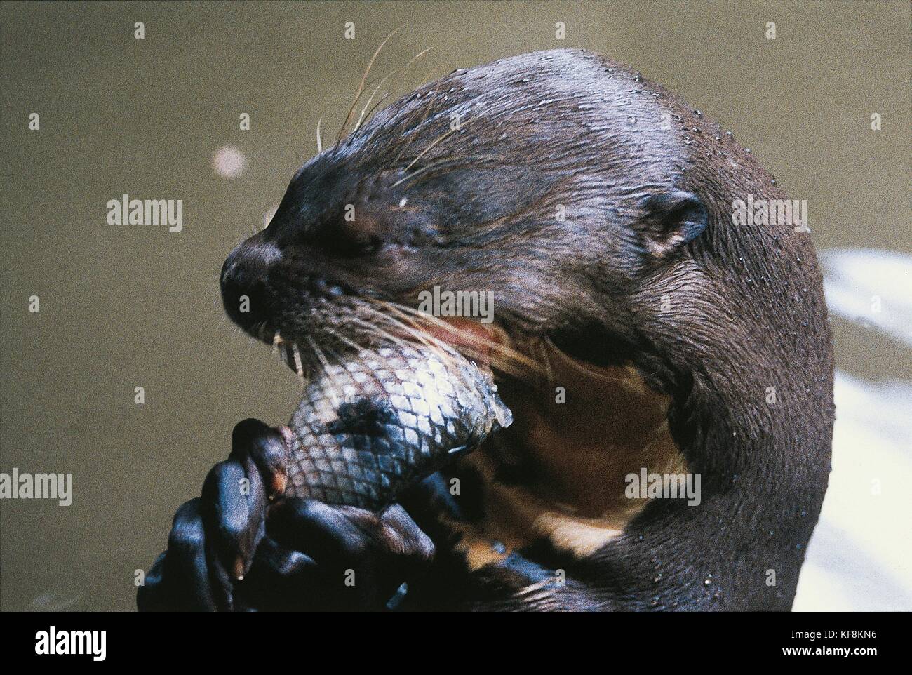 Mustelidae, Giant Otters BRAZIL Stock Photo - Alamy