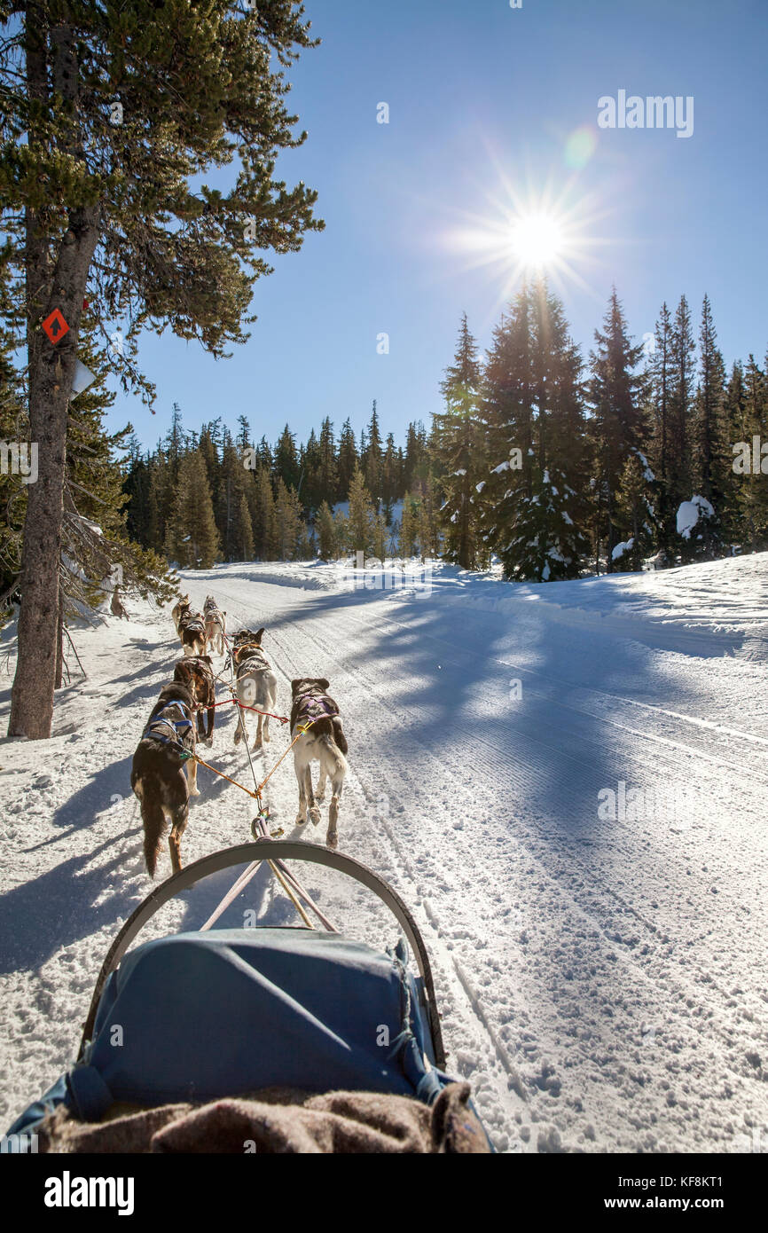 USA, Oregon, Bend, passengers ride in the cargo bed while being pulled