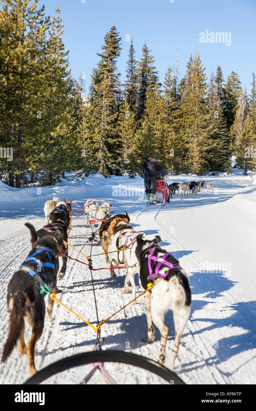 USA, Oregon, Bend, passengers ride in the cargo bed while being pulled