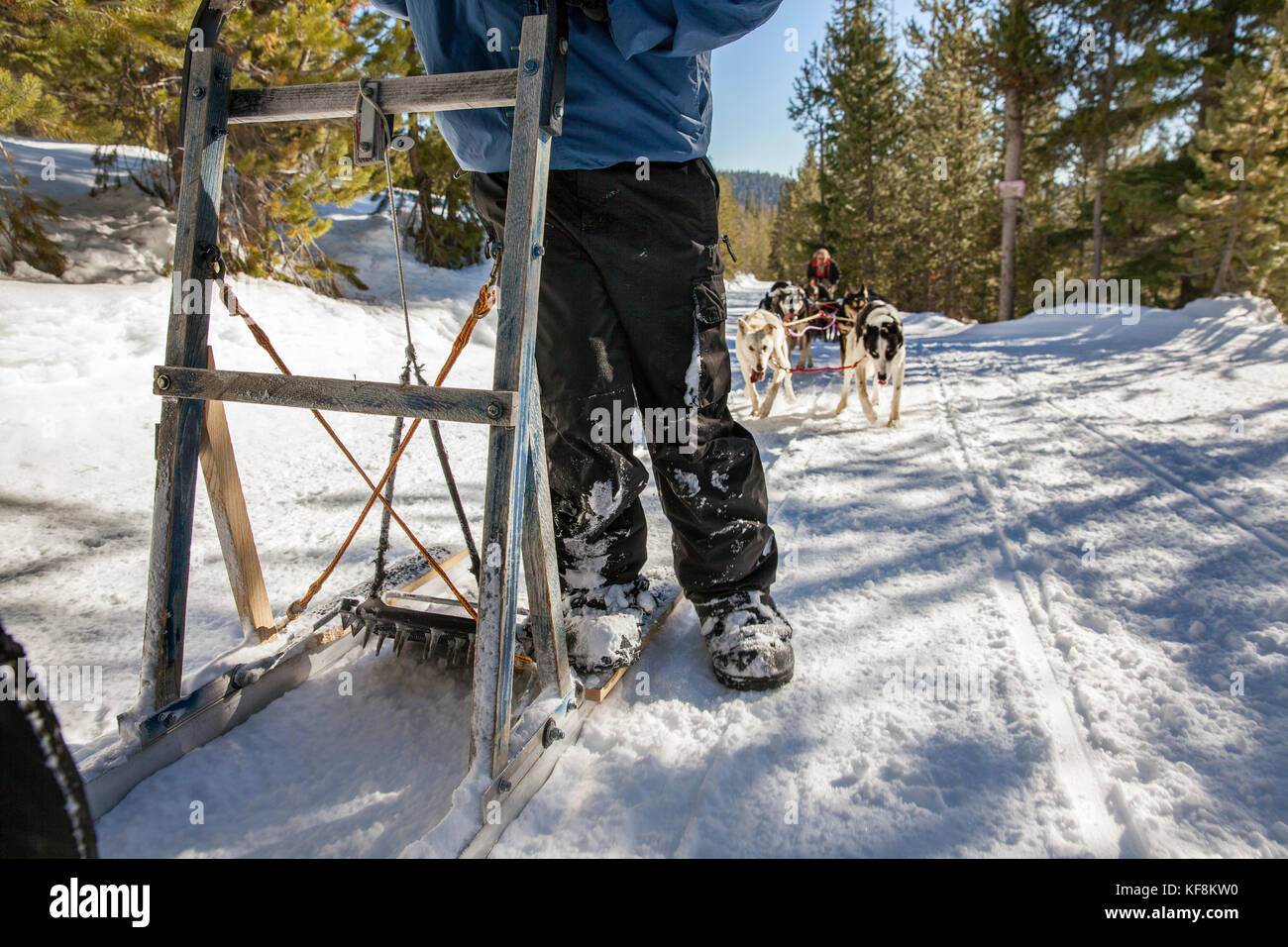 USA, Oregon, Bend, the sled dogs pulling passengers around Mt. Bachelor ...