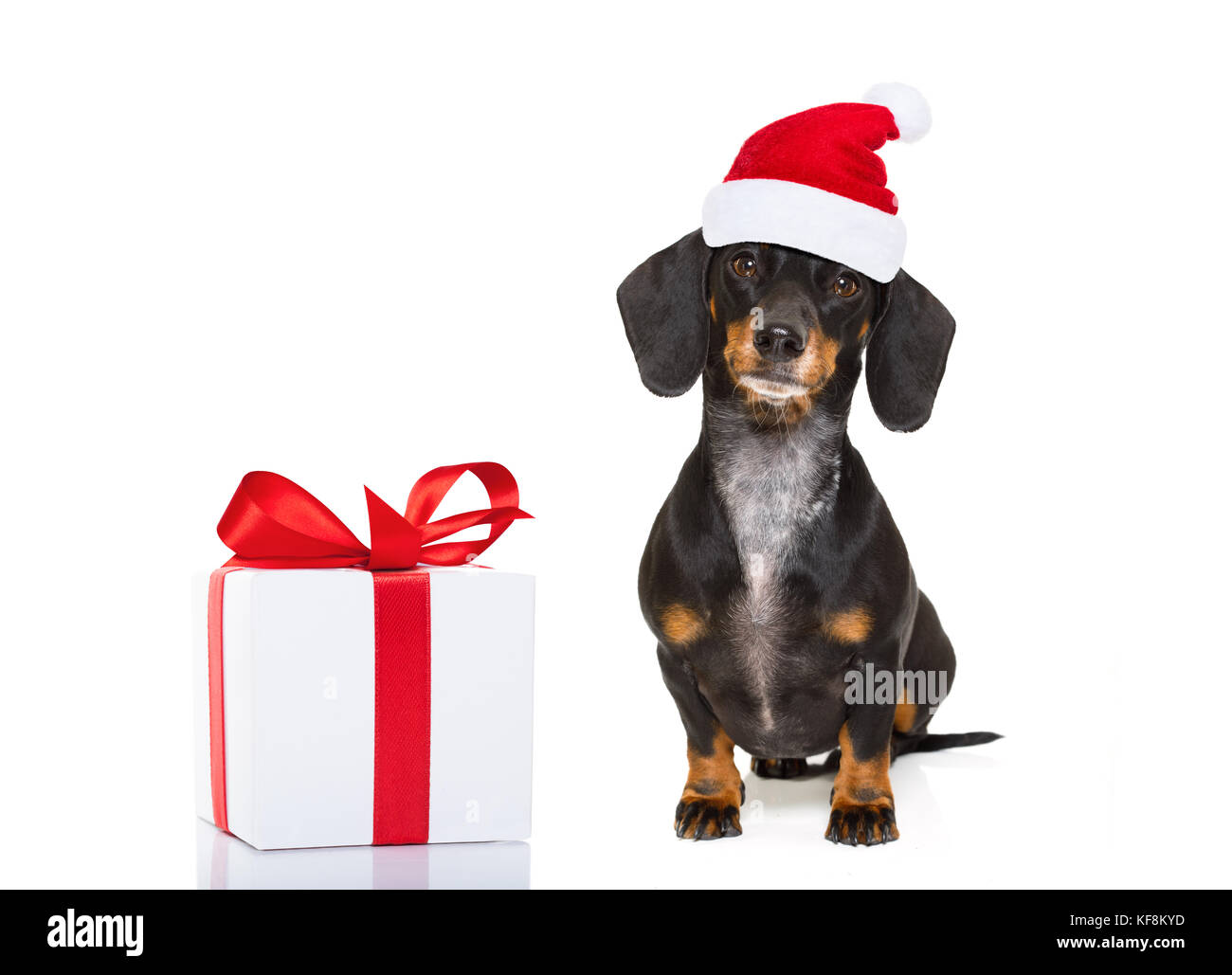 funny dachshund sausage santa claus dog on christmas holidays wearing ...