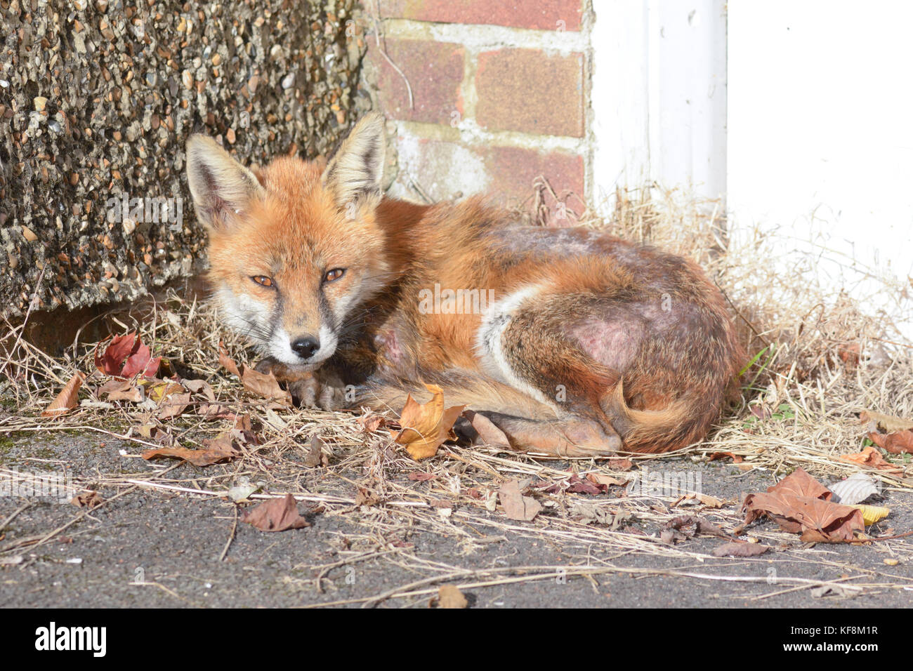 Fox mange hires stock photography and images Alamy