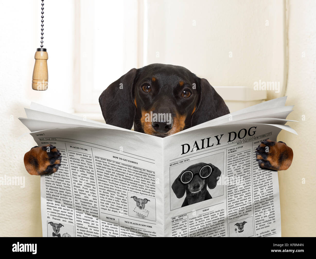 funny sausage dachshund dog sitting on toilet and reading magazine or