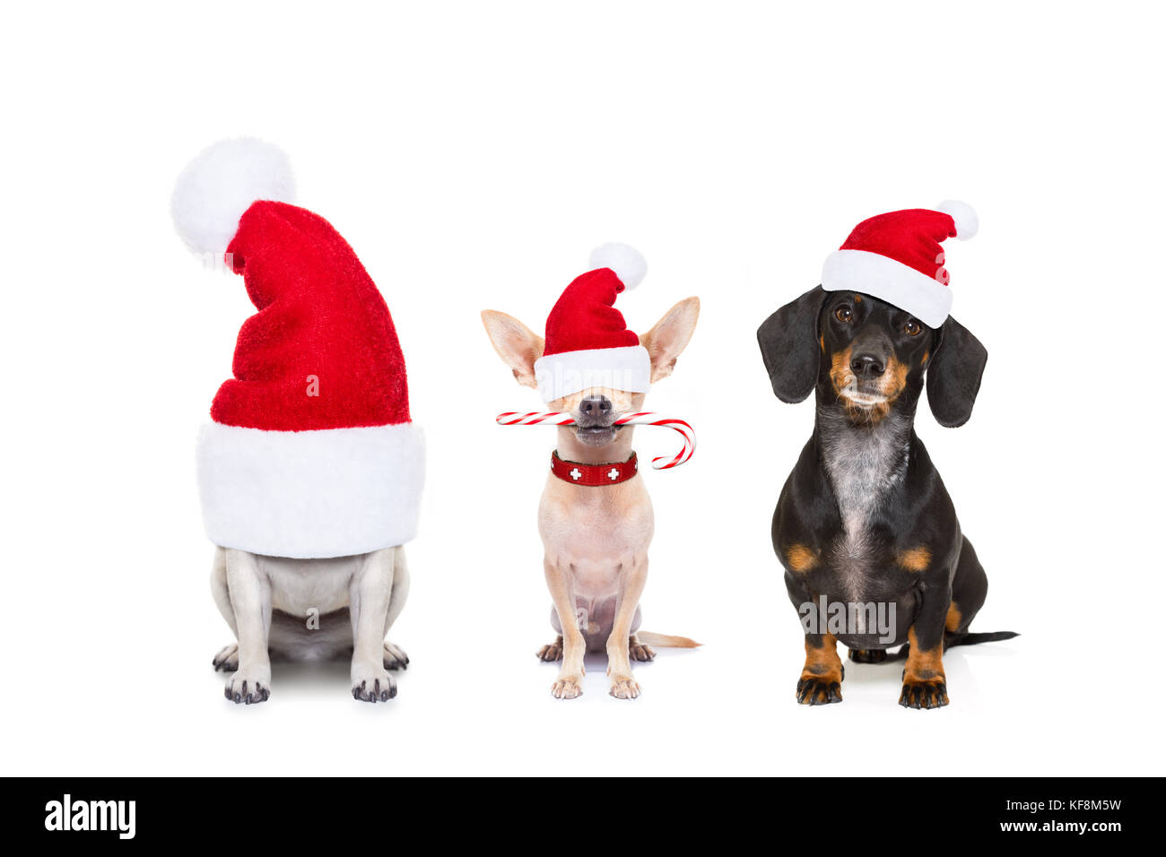 christmas santa claus row of dogs isolated on white background, with ...