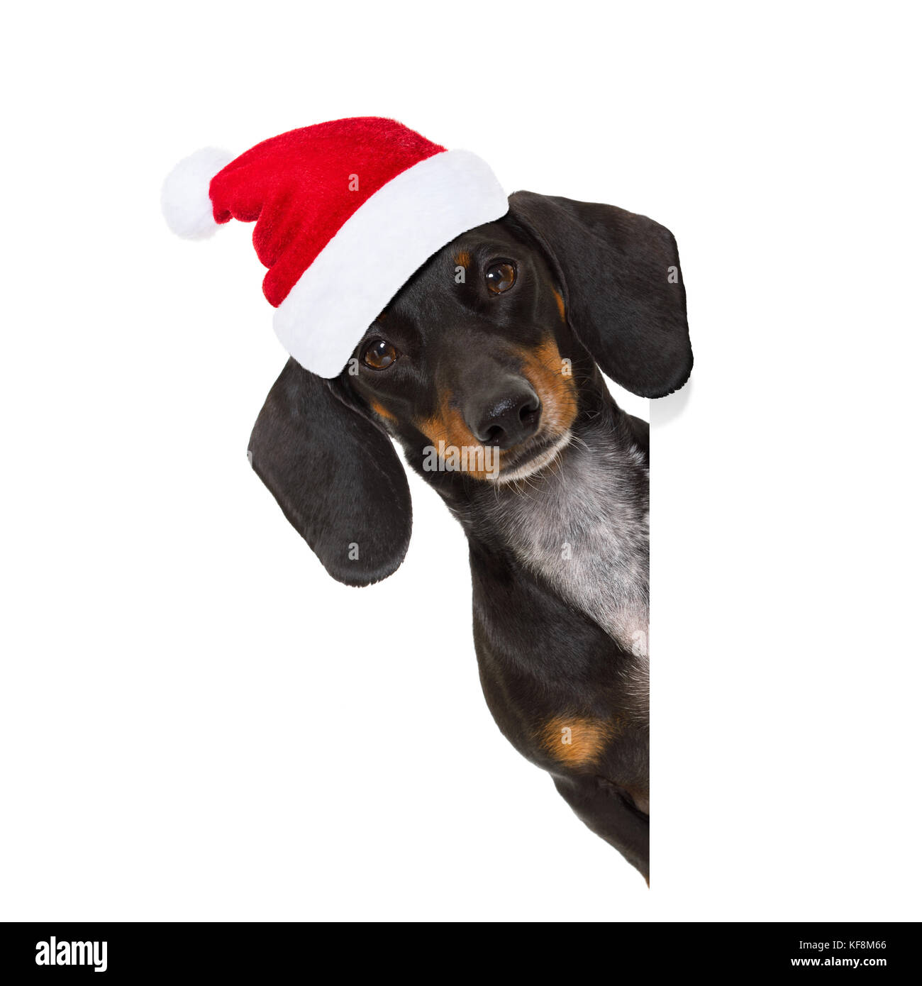 Santa dachshund store