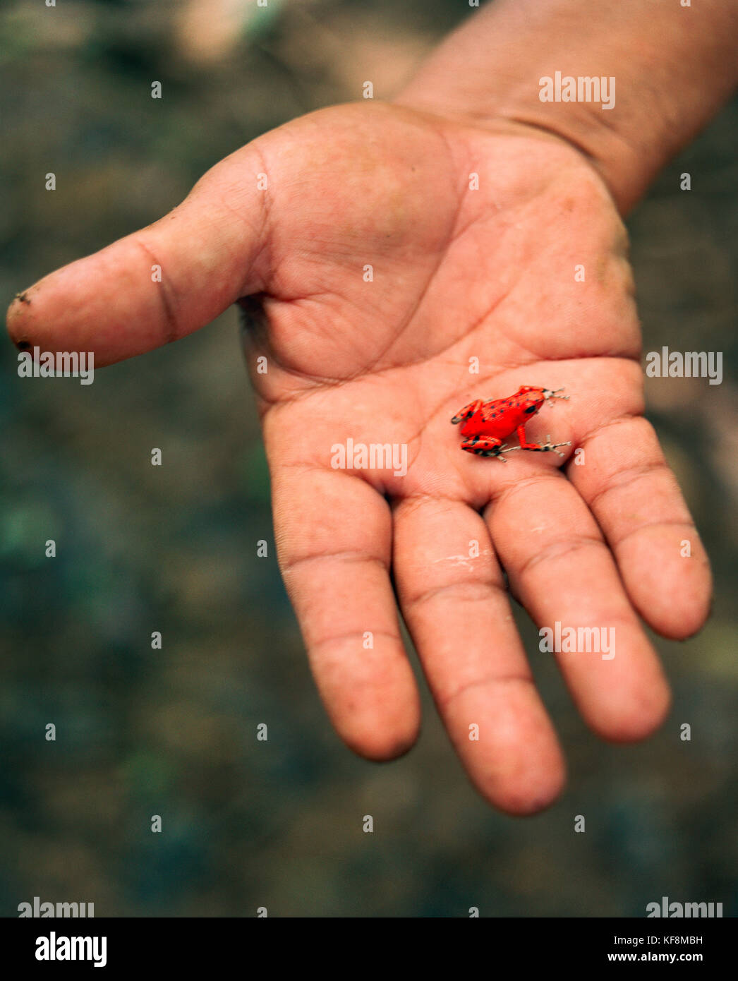 PANAMA, Isla Bastimentos, man holds a poisonous Bastimentos Red Frog at Red Frog Beach, Central America Stock Photo