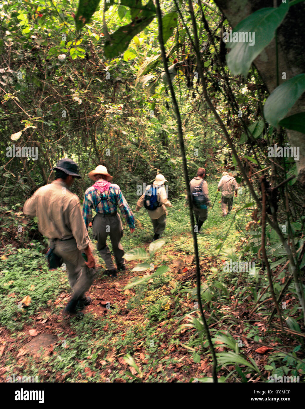 Panama Cana Hiking Trails Through The Jungle Near The Cana Field Panama Cana Hiking Trails Through The Jungle Near The Cana Field