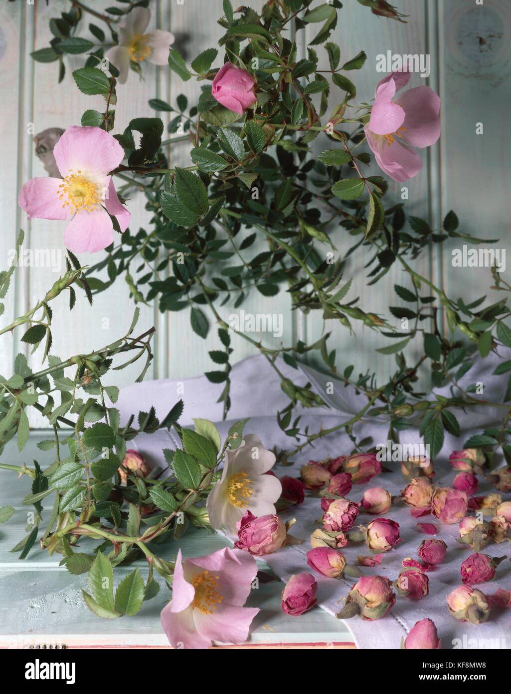 Still life, Petals and buds dried rose hips Stock Photo - Alamy