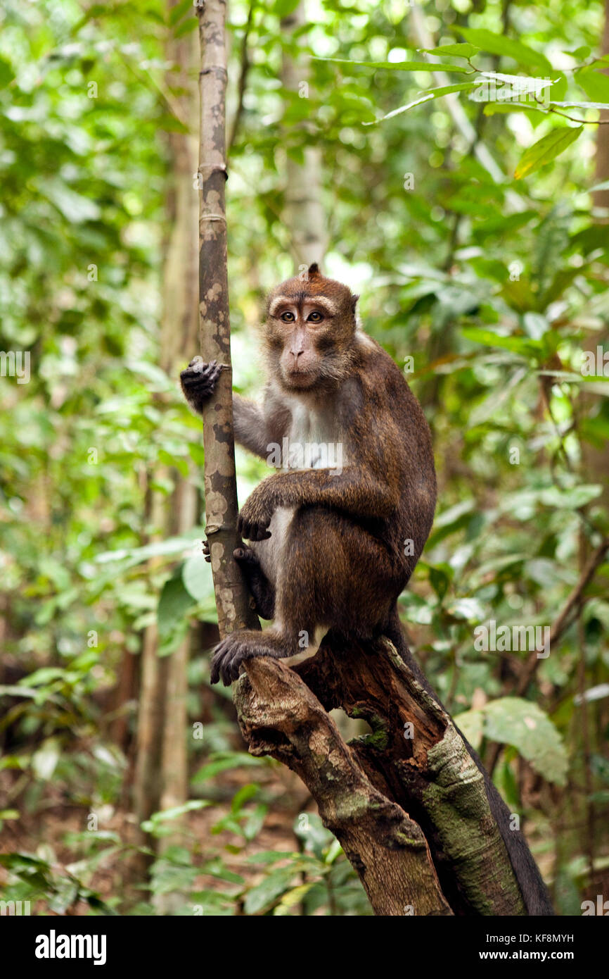 PHILIPPINES, Palawan, Sabang, a monkey hangs out in a tree in the