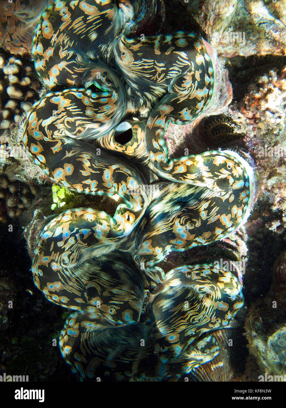 PHILIPPINES, Palawan, El Nido, Maniloc Island, a giant clam in the shallow waters at Miniloc Island Resort, Bacuit Bay in the South China Sea Stock Photo