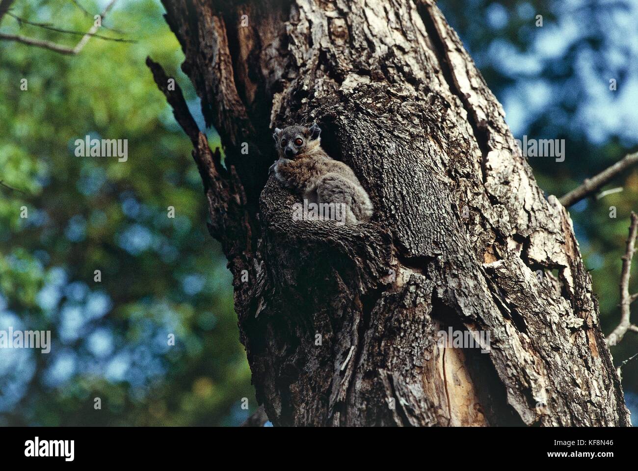 Zoology, Lemuridae, weasel lemur (Lepilemur leucopus mustelinus). Madagascar. Stock Photo