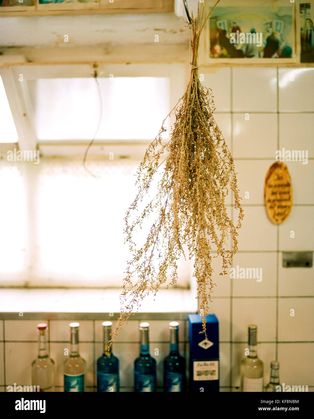 SWITZERLAND, Couvet, hanging woodworm plant is used to make Absinthe, Artemisia Distillerie, Jura Region Stock Photo
