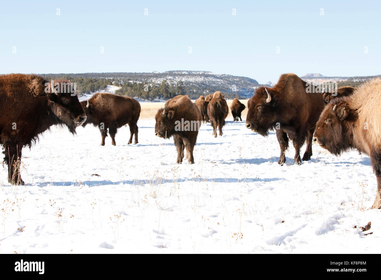 USA, Utah, Zion Mountain Ranch located on the Zion-Mount Carmel Highway ...