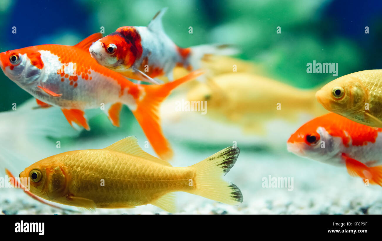 Yellow and Red Goldfish Swimming In Aquarium Stock Photo Alamy