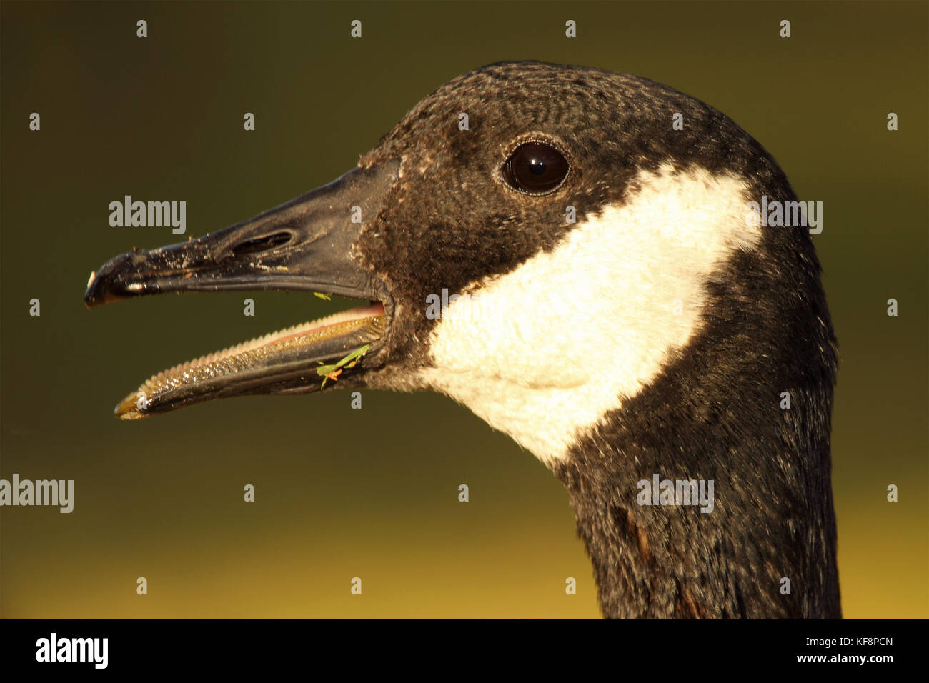 A portrait of a Canadian Goose calling Stock Photo Alamy