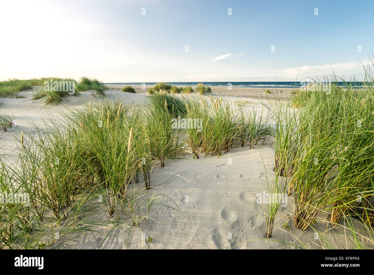 Beach with sand dunes and marram grass in soft evening sunset light. Stock Photo