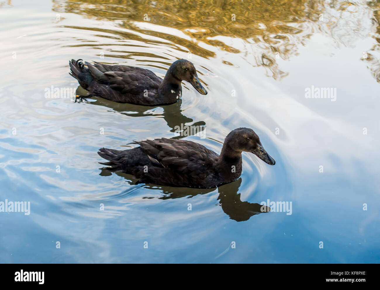 A closeup shot of two black ducks in a pond Stock Photo Alamy