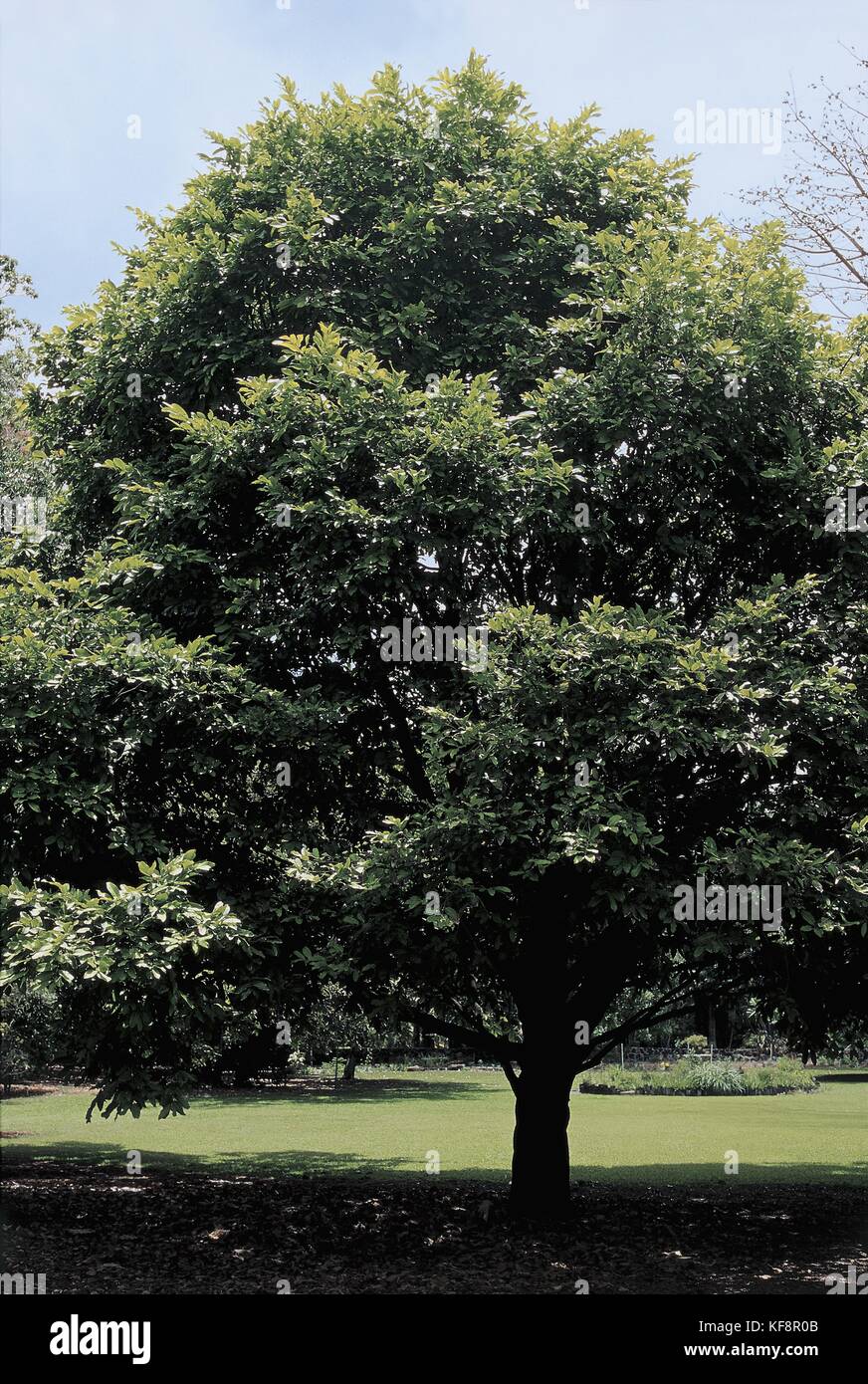 Botany, Ebenaceae. Ebony (Diospyros ebenum Stock Photo Alamy