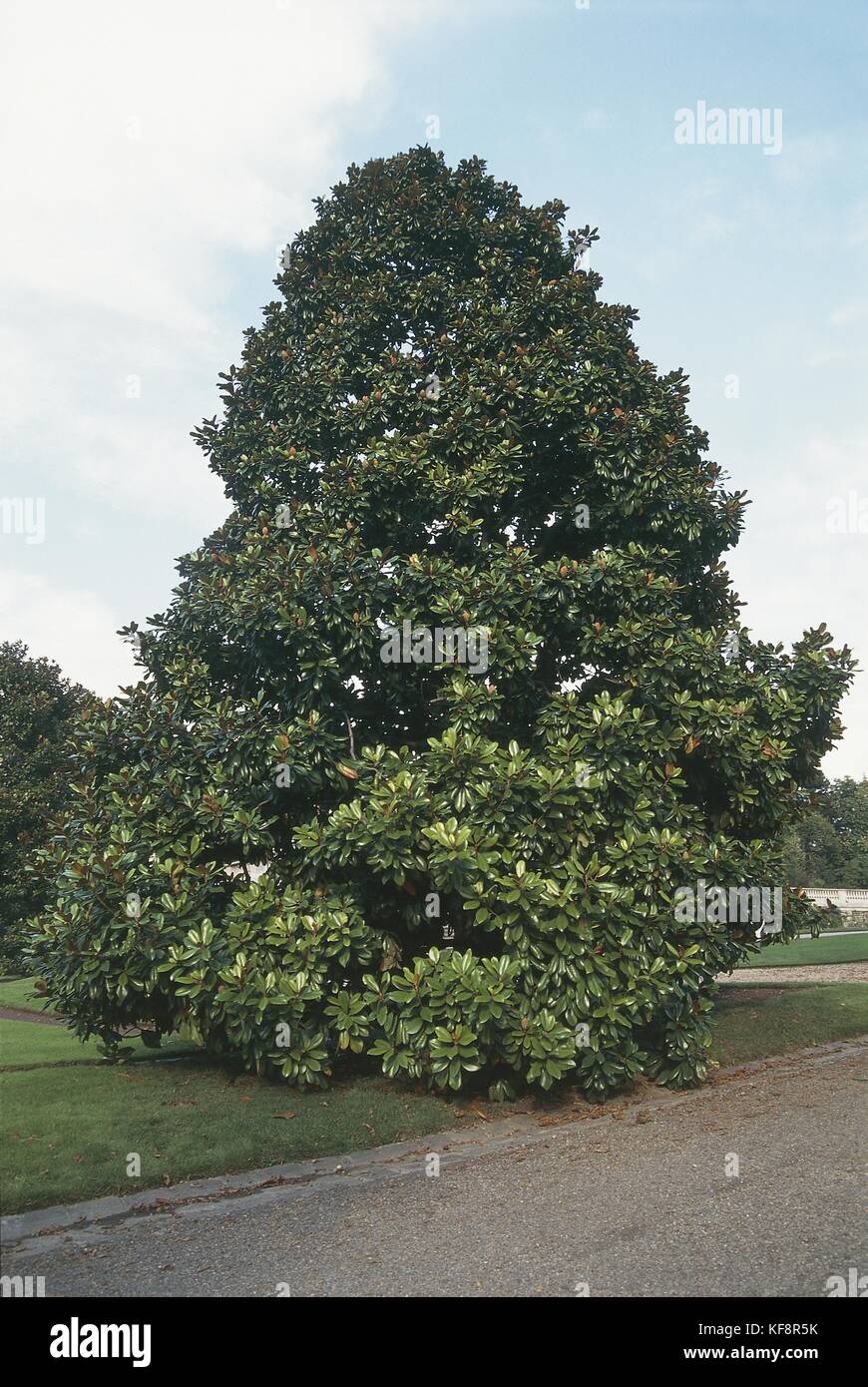 Botany, Trees, Magnoliaceae. Southern magnolia (Magnolia grandiflora) Stock Photo