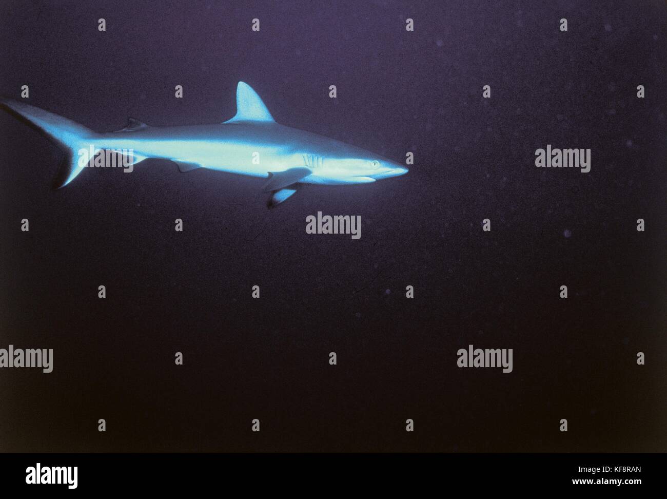Coelenterata, sandbar shark (Carcharhinus AMBLYRHUNHOS) Stock Photo