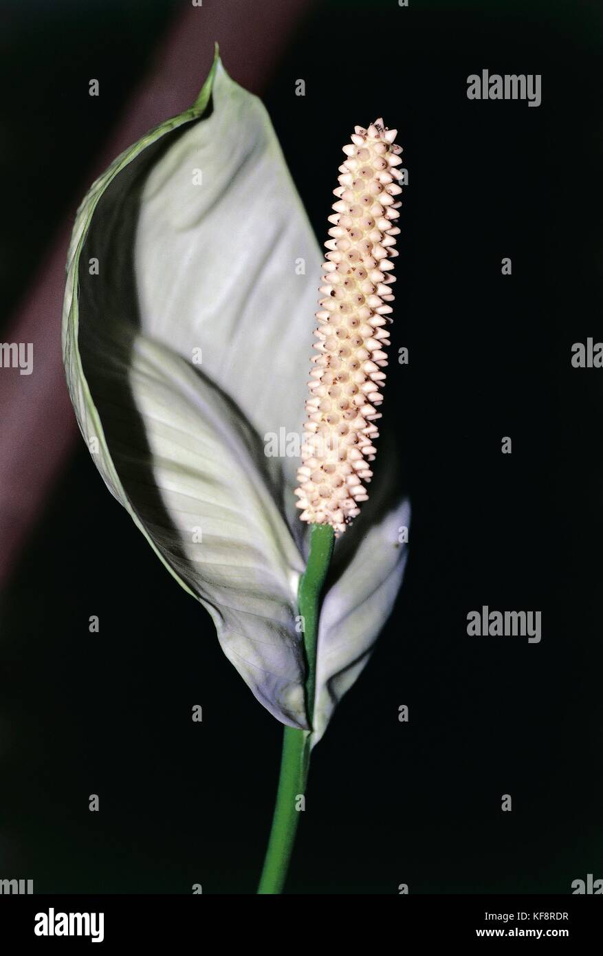 Botany, Araceae, Spathiphyllum 'Mauna Loa' Stock Photo
