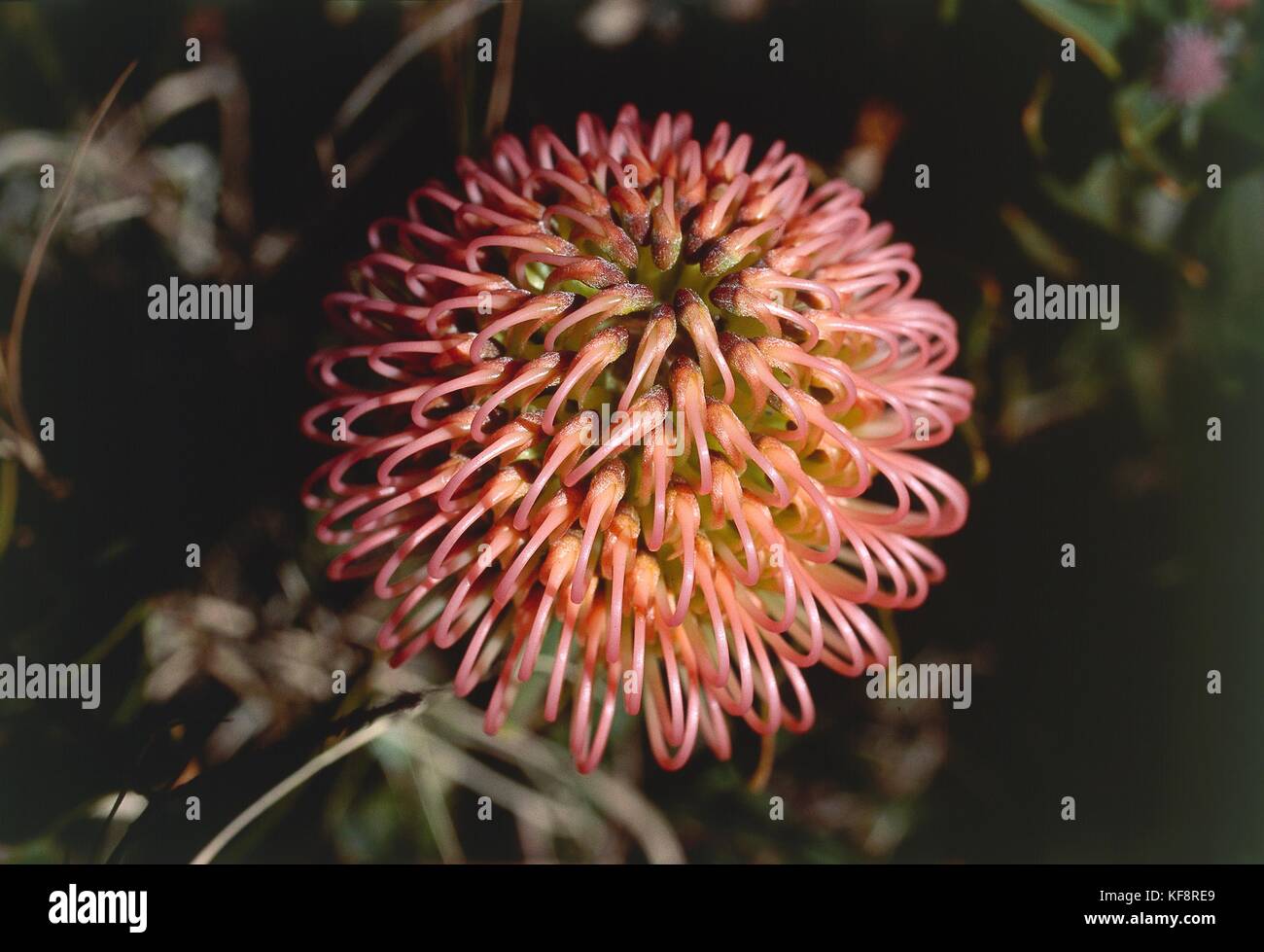 Botany, Proteaceae, Protea Cynaroides. Hawaii Stock Photo