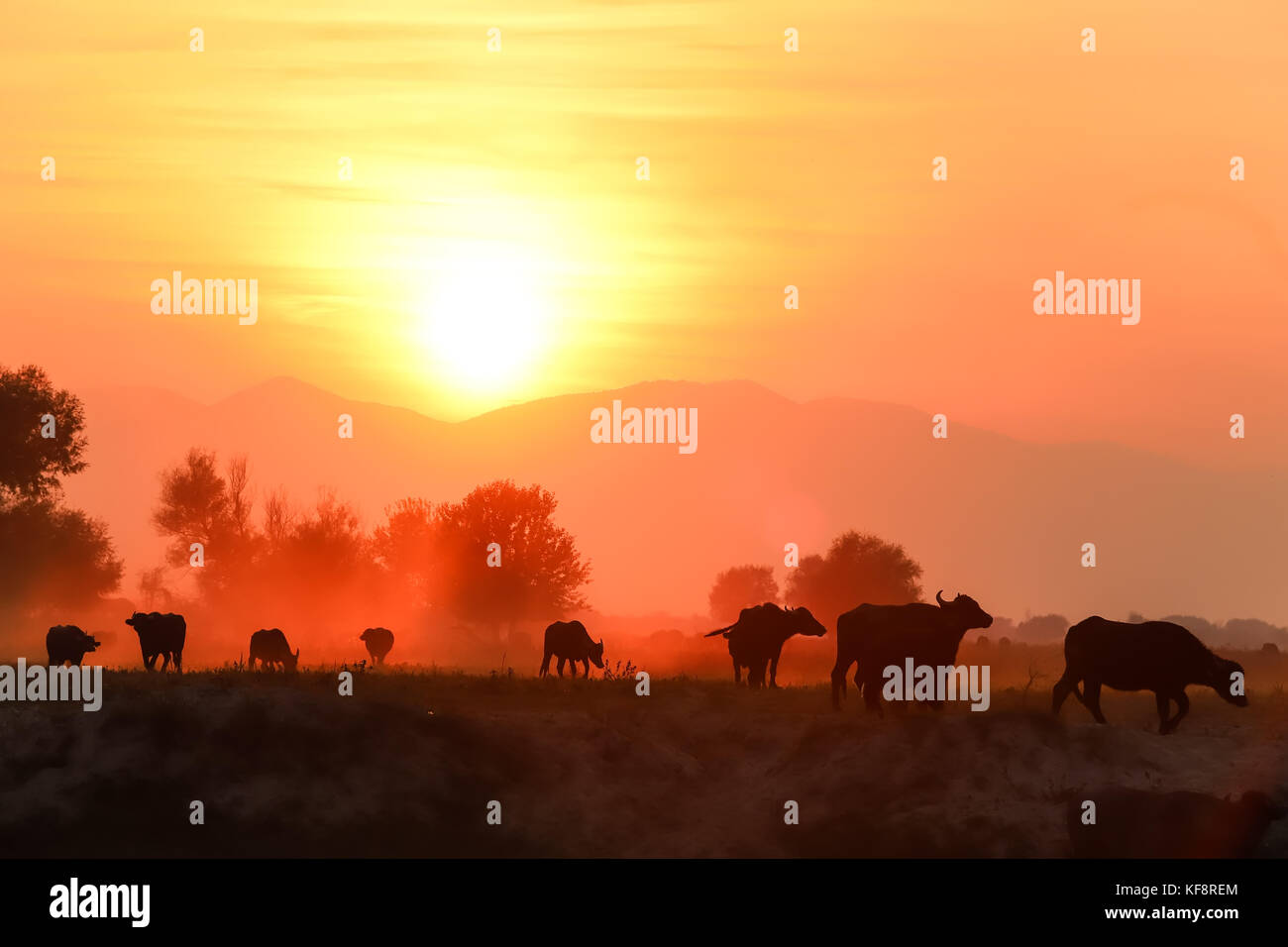 water buffalo grazing at sunset  next to the river Strymon in Northern Greece. Stock Photo